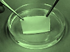 シャーレイメージ