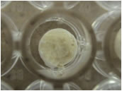 写真 EA-FIBPシリーズ