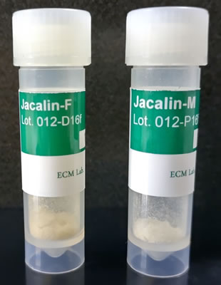 写真 水溶性ジャカリン試薬