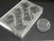 写真 エラスチンコートシャーレ